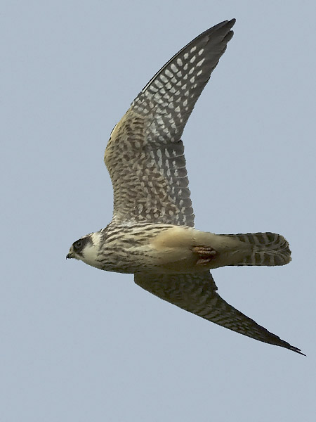 Punajalkahaukka, Red-footed Falcon, Falco vespertinus